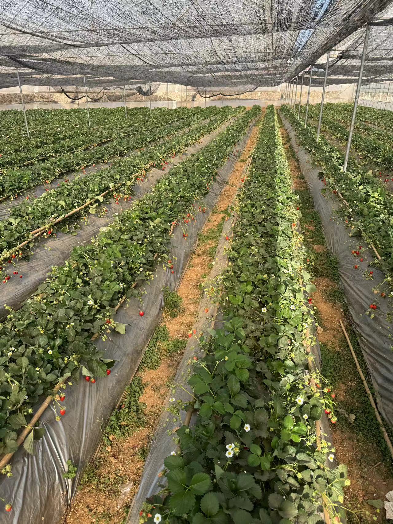 采擷春去 向“莓”好出發(fā) ——慶?!叭恕眹H勞動婦女節(jié)暨主題黨日活動