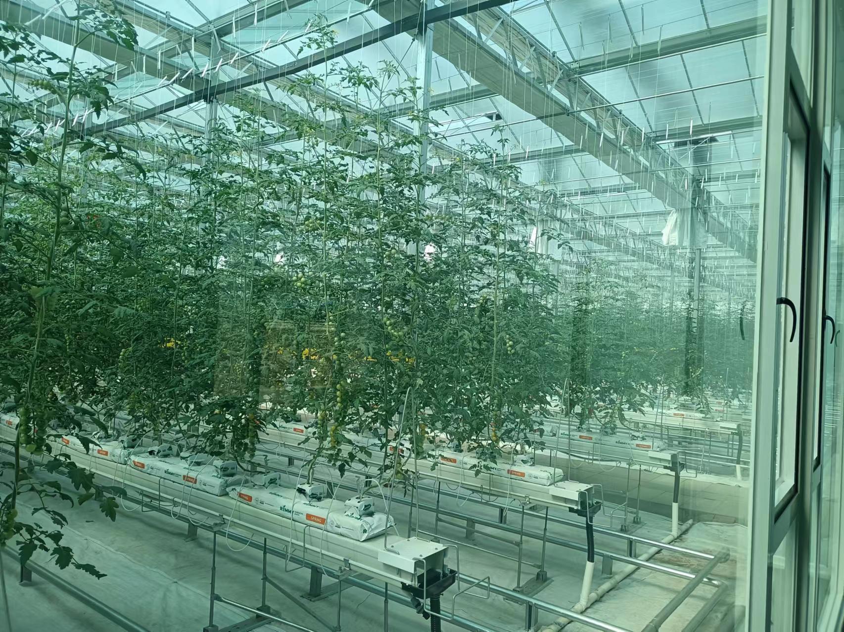 銅都街道炎山、深溝社區(qū)果蔬產(chǎn)業(yè)園建設(shè)項(xiàng)目